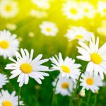 Flowers-Photos-8-Cool-Wallpapers-HD
