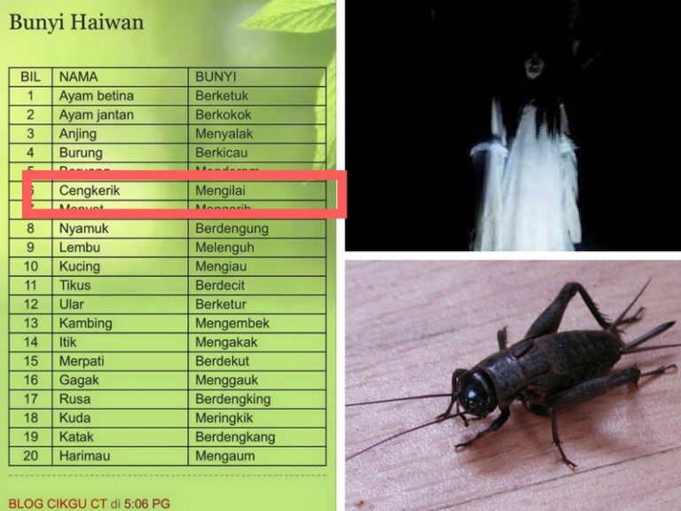 Kalau Ayam Berkokok, Cengkerik Rupanya ‘Mengilai’.  Sama Geng Dah Dengan Pontianak!