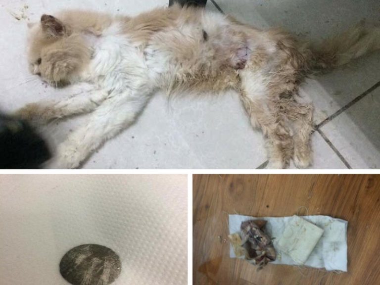 “Kucing Pun Mati Angkara Sihir”. Bekas Pekerja House Of Cat Buka Mulut Kenapa Premis Popular Ini  AkhirnyaTerpaksa Ditutup