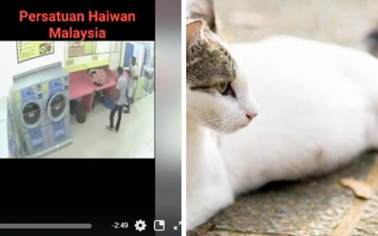 [Video] Sumbat Kucing Dalam Mesin Basuh Hingga Mati, Pemuda Teruk Dikecam