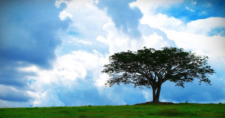 Pokok Legend UPM Akhirnya Tumbang, Ramai Luah Rasa Sedih