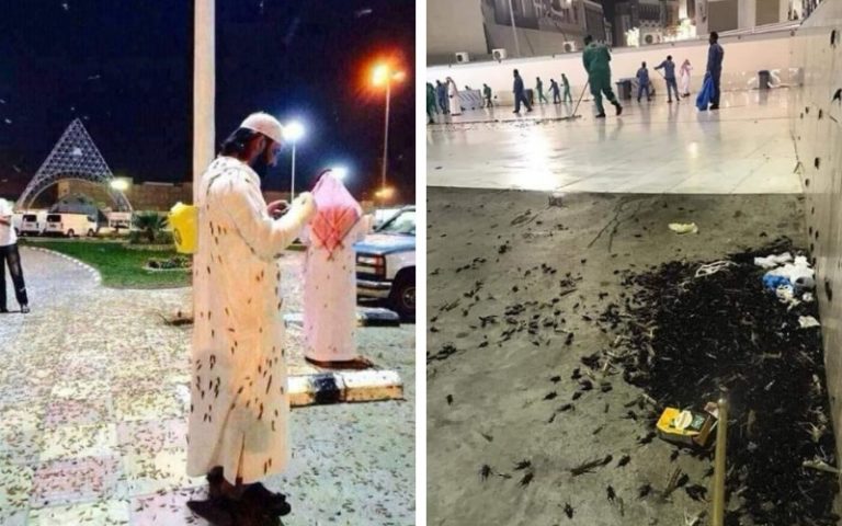 Makkah Diserang Ribuan Cengkerik, Al-Quran Sudah Buktikan Kejadian Ini Melalui Surah Al-A’araf