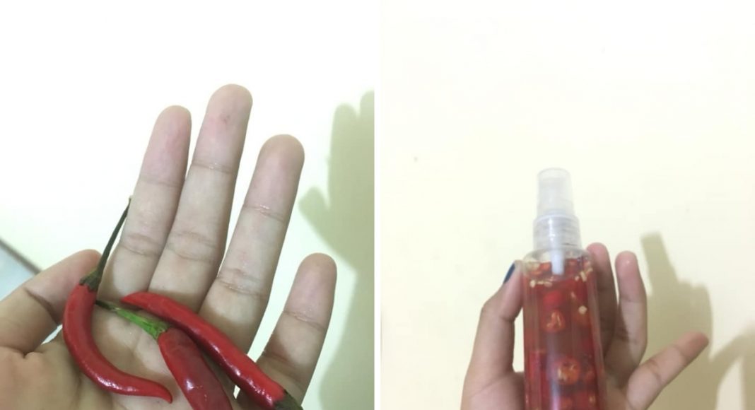 Gadis Ini Kongsi Tutorial DIY Pepper Spray Yang Lebih Murah & Mudah