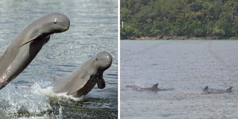 Bayaran Serendah RM170, Dah Boleh Tengok Ikan Lumba-Lumba Di Sarawak, Tak Payah Travel Oversea
