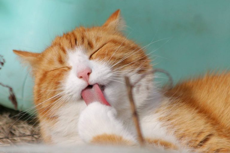 Bukan Kita Je Perlu Suntikan, Jangan Lupakan Temujanji ‘Oyen’ Dengan Veterinar