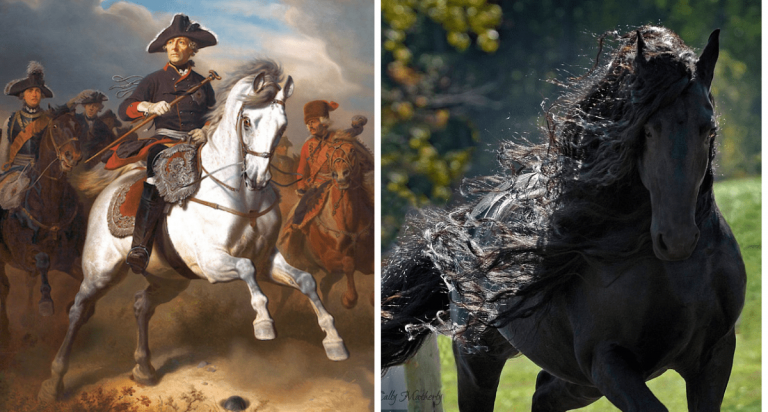 Frederick The Great, Kuda Dari AS Paling Tampan Di Dunia