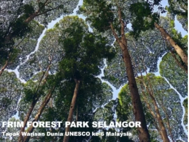 FRIM Kini Tapak Warisan Dunia Ke-6 Malaysia, Ini Sebab Kena Ambil Peduli!