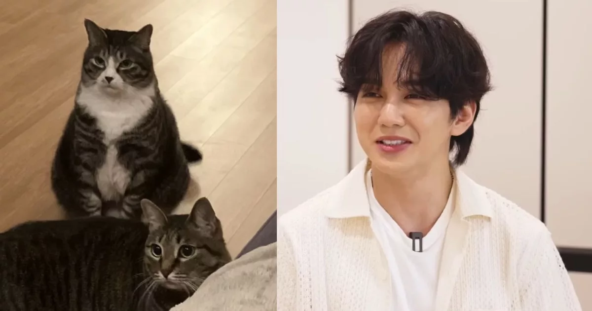 Yoo Seung Ho Derma Semua Gaji YouTube Demi Kucing, Sentuh Hati Peminat & Pencinta Haiwan