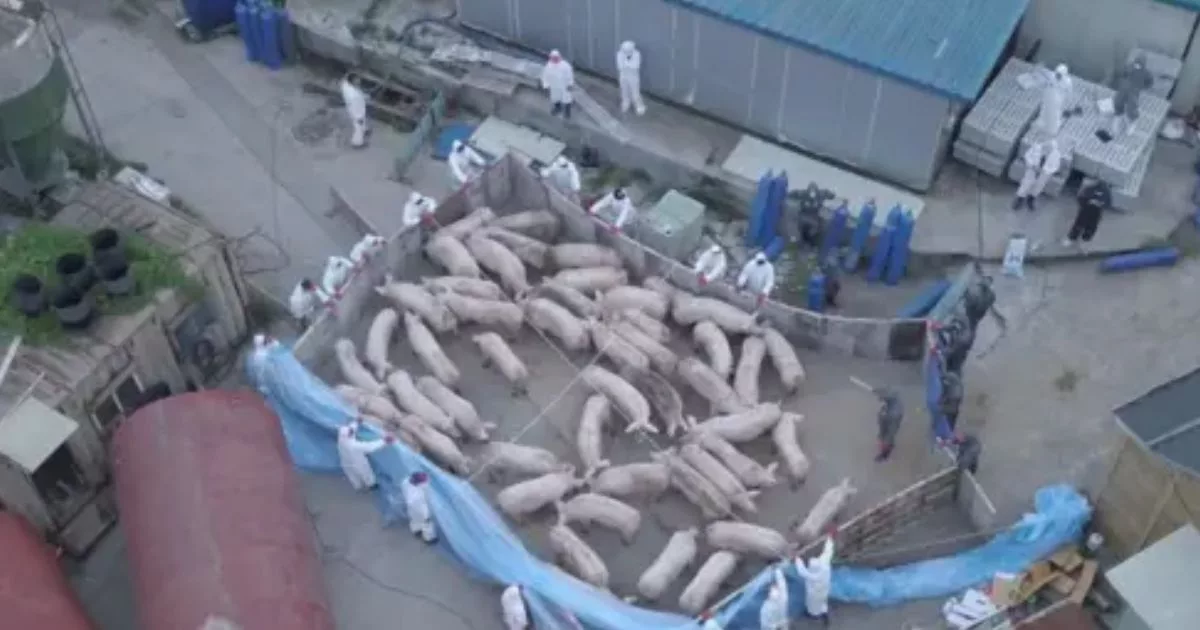 Korea Selatan Isytihar Amaran Merah Gara-Gara Wabak Demam Babi Afrika!