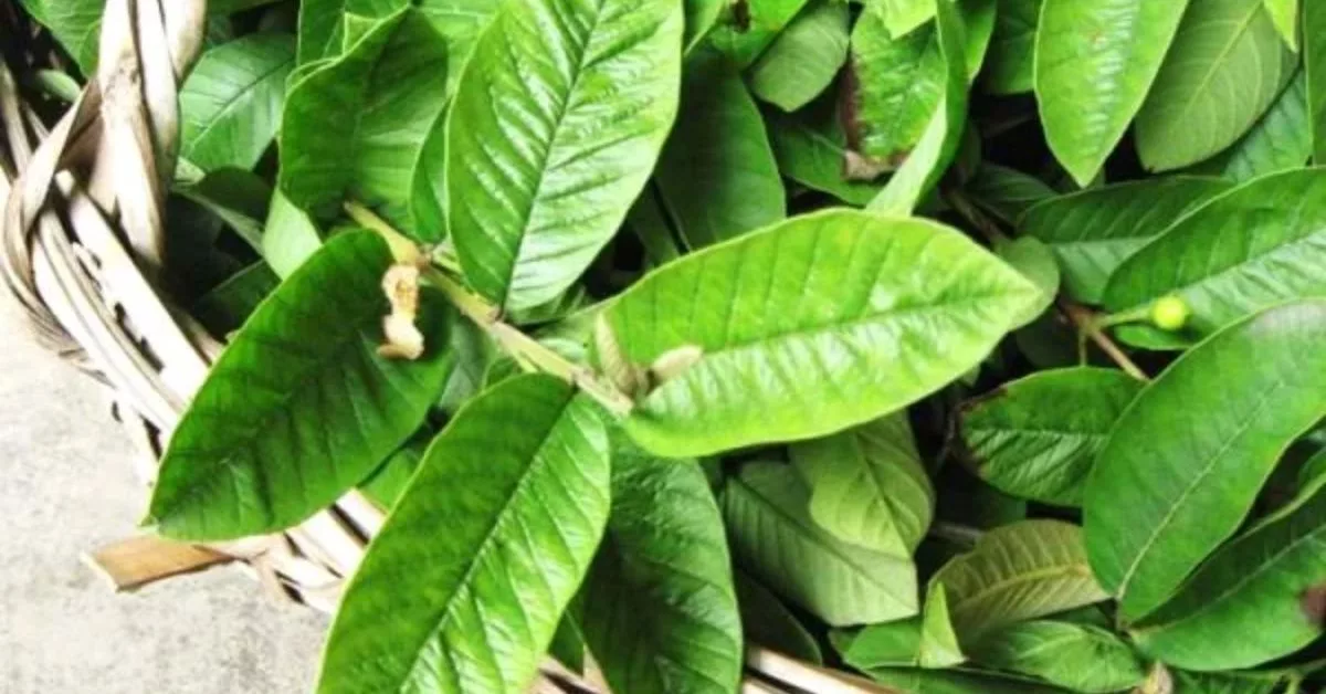 Kajian Jepun Buktikan Daun Jambu Batu Boleh Lawan Virus Influenza A, Lebih Kuat Dari Teh Hijau!