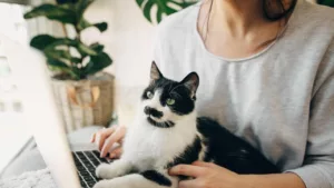 Sebuah Pejabat di Jepun Upah Kucing Untuk Lawan Stres Kerja 11 Sebuah Pejabat di Jepun Upah Kucing Untuk Lawan Stres Kerja