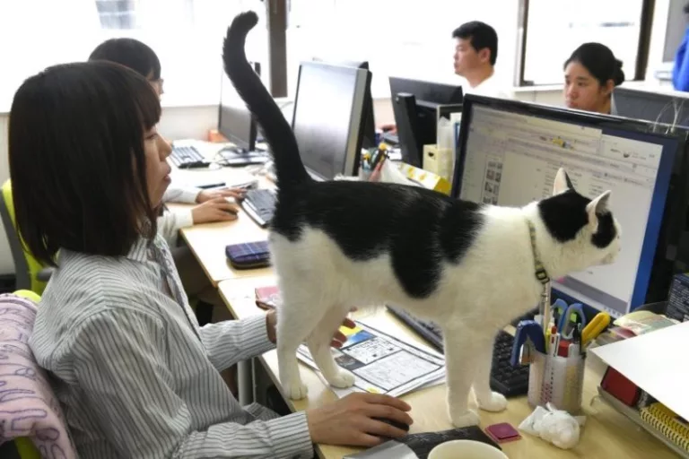 Sebuah Pejabat di Jepun Upah Kucing Untuk Lawan Stres Kerja