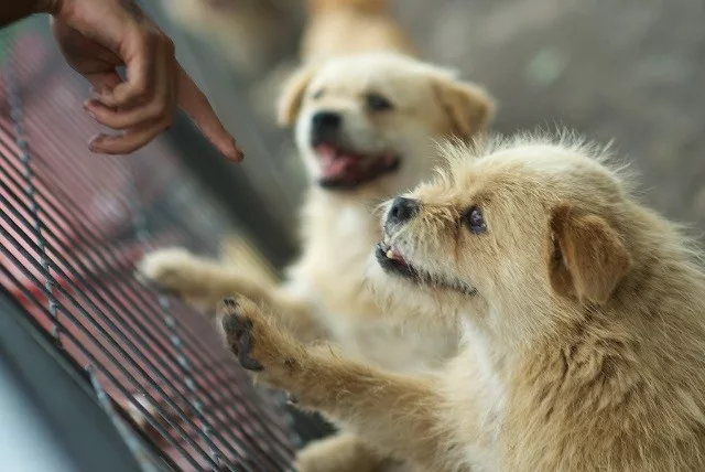 Prihatin Nasib Haiwan, Seungkwan SEVENTEEN Derma 10 Juta Korea Won Demi Kebajikan Anjing Terbiar Di Jeju