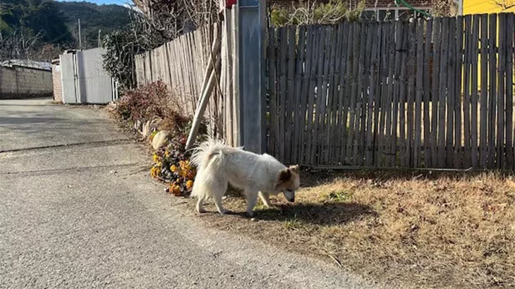 Prihatin Nasib Haiwan, Seungkwan SEVENTEEN Derma 10 Juta Korea Won Demi Kebajikan Anjing Terbiar Di Jeju