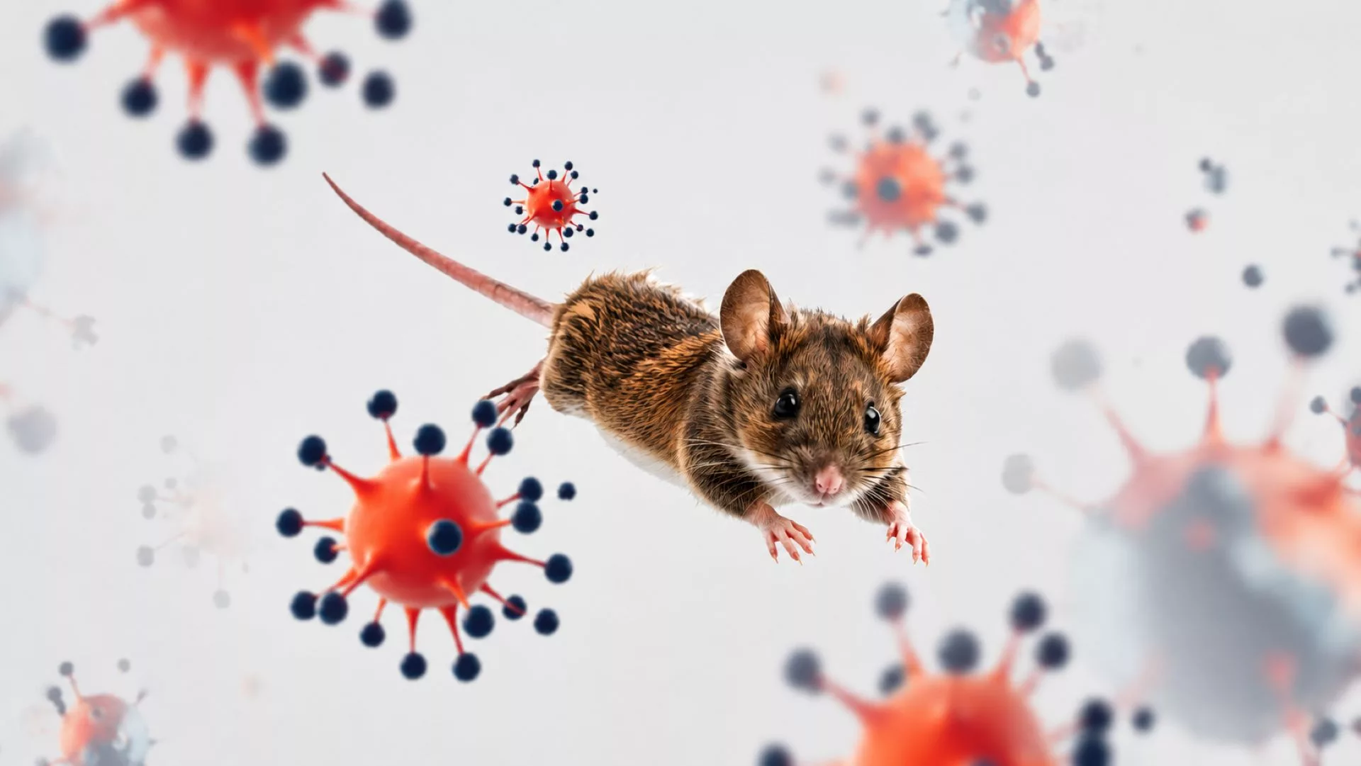 Hantavirus Cetus Kebimbangan, Ini Yang Korang Perlu Tahu… 7 Hantavirus Cetus Kebimbangan, Ini Yang Korang Perlu Tahu…