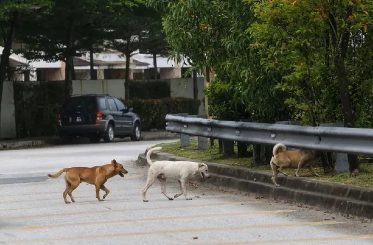 PU Riz Cadang Orang Awam Tidak Pelihara Anjing, Isu Keselamatan Jadi Perhatian
