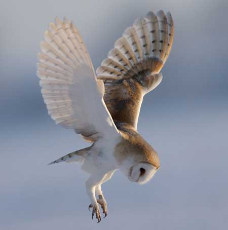 Ramai Pemilik 10 Haiwan Liar Ini Tak Sedar Perlu Memiliki Lesen