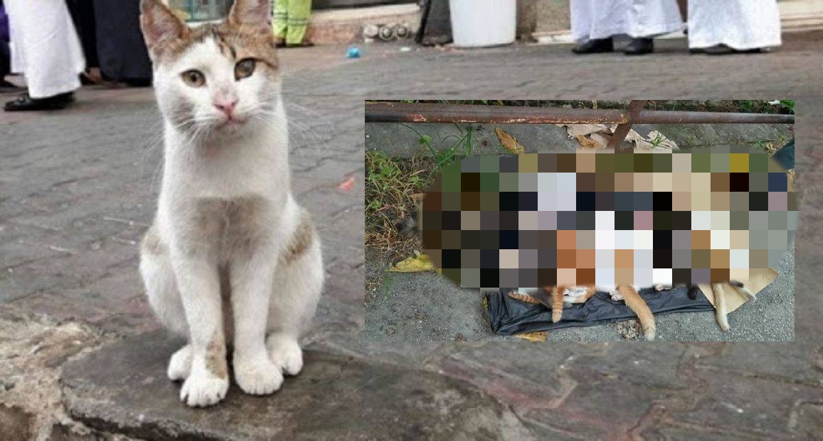 Kenapa La Hitam Sangat Hati 11 Ekor Kucing Mati Diracun Remaja