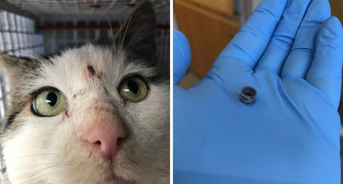 'Buddy' Kucing Jalanan Yang Berani, Pernah Ditembak Di Kepala Kini