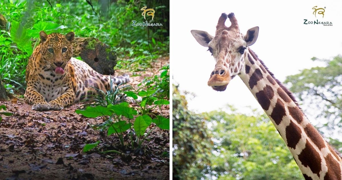 Zoo Negara Hanya Mampu Bertahan Hingga April, Ini Cara Untuk Korang